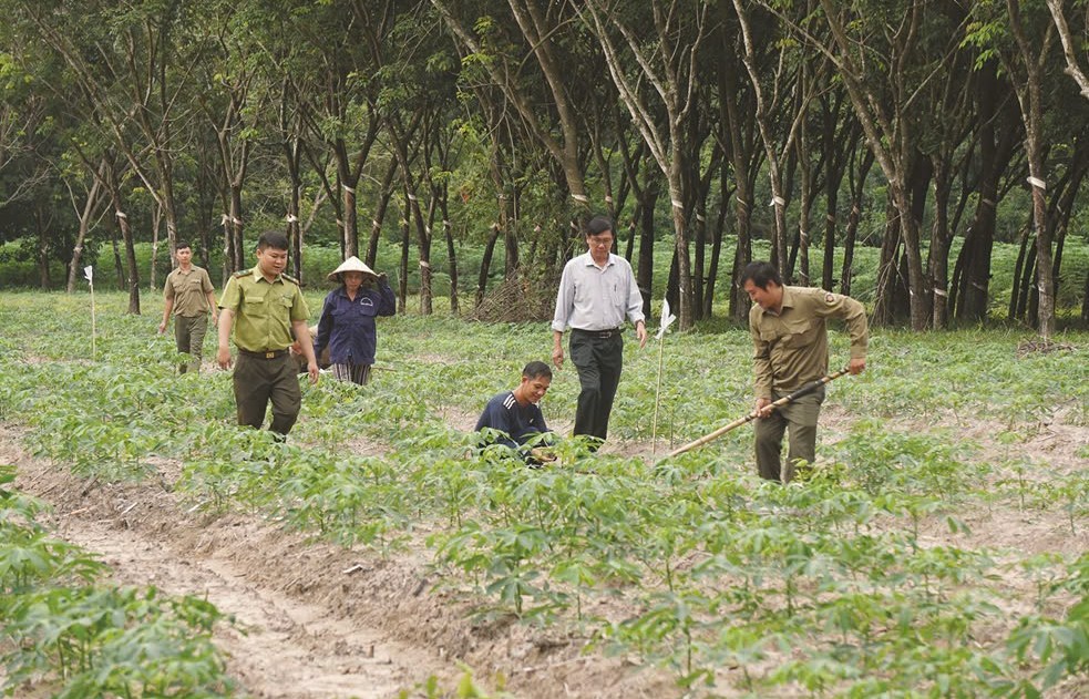 Vietcap ra mắt dự án vì cộng đồng Go Green Go Up: Vững xanh tài chính, phủ xanh Việt Nam