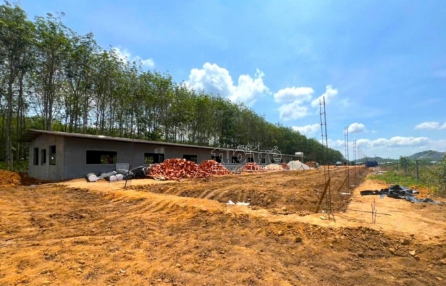 Kon Tum: Khẩn trương kiểm tra trang trại chăn nuôi heo trái phép