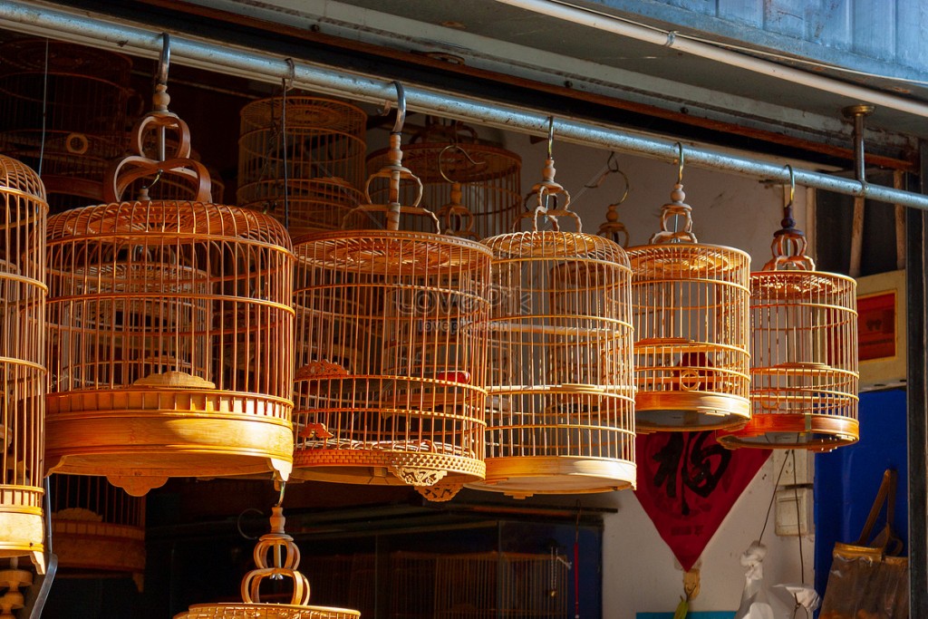 Đi uống cà phê mang theo chim cảnh phải chứng minh nguồn gốc