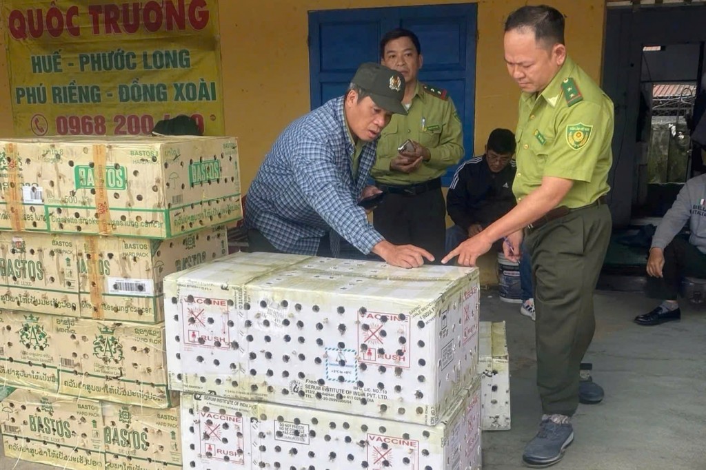 Lực lượng Kiểm lâm TP Huế từng phát hiện, giải cứu gần 1.000 cá thể chim chào mào được cất giấu trong nhà vệ sinh của một bến xe khách tại Huế (Ảnh: Kiểm Lâm)