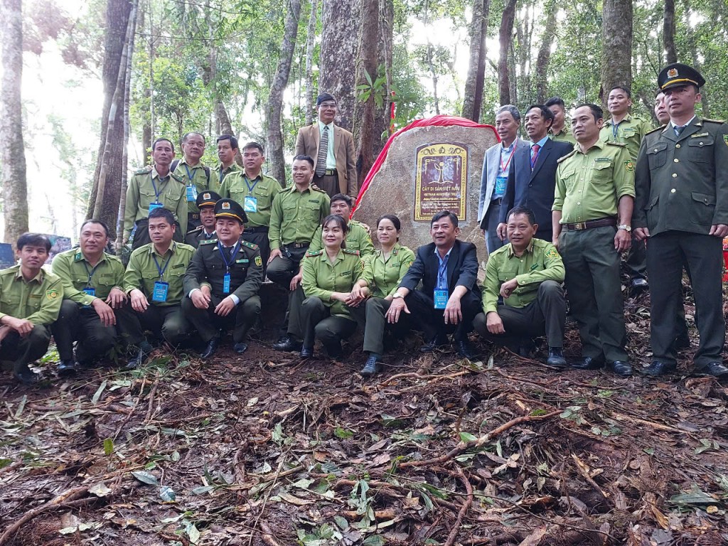 Công nhận 108 cây thông hai lá dẹt là cây di sản Việt Nam