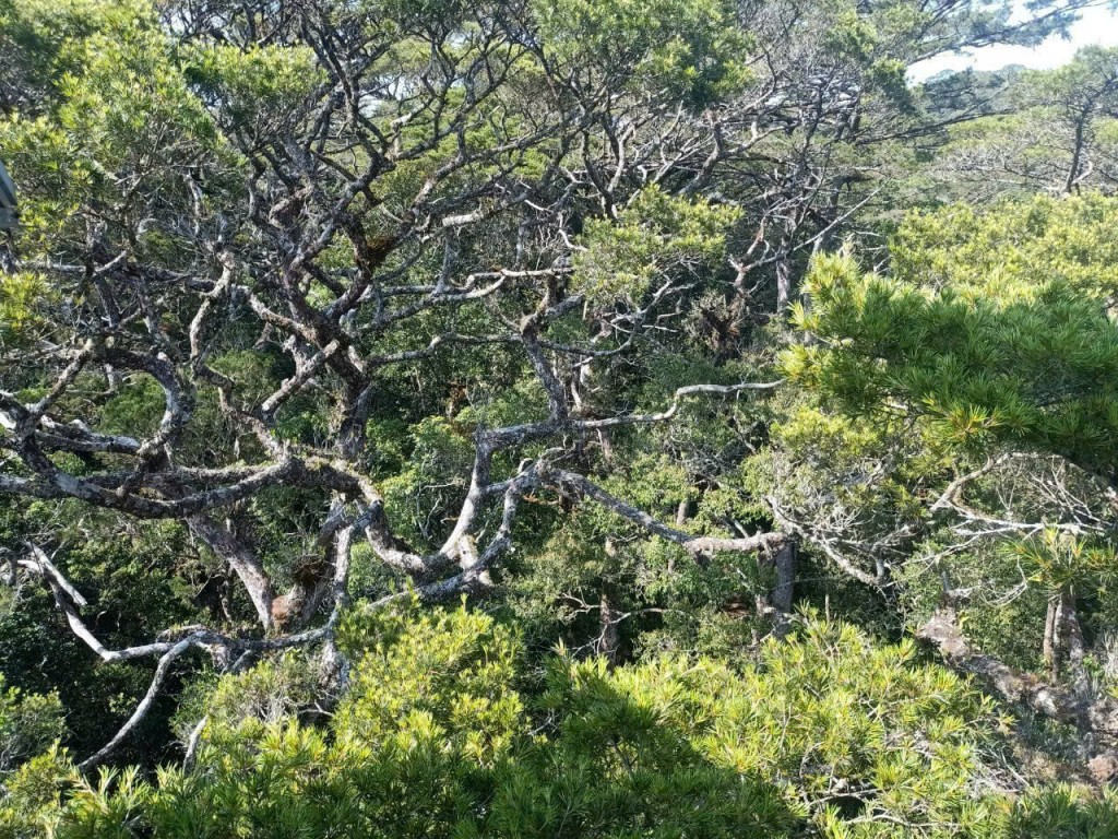 Thông hai lá dẹt (có tên khoa học là Pinus krempfii) là loài thực vật đặc hữu, quý hiếm, chỉ sinh trưởng tại cao nguyên LangBiang