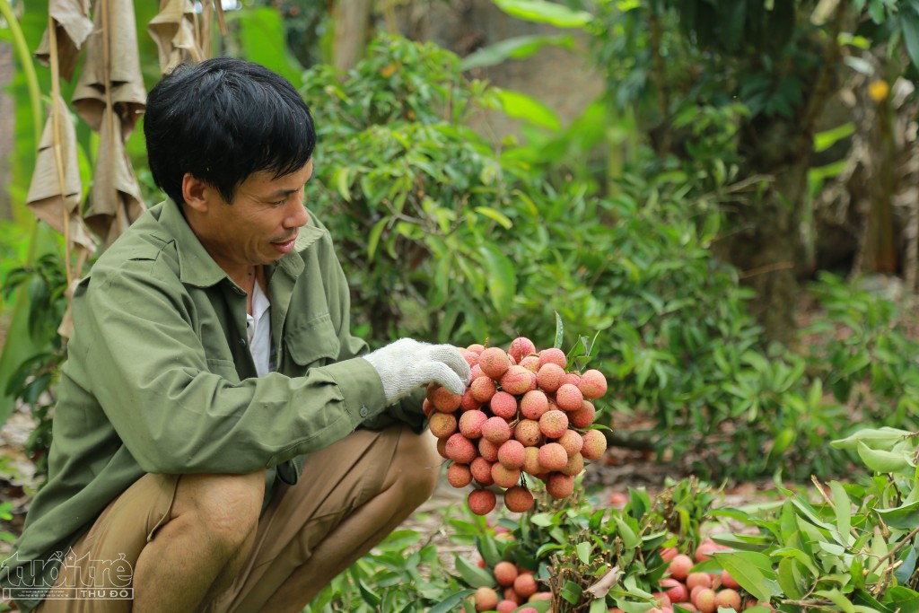 Hải Dương: Những nét mới tại hội nghị xúc tiến thương mại vải thiều