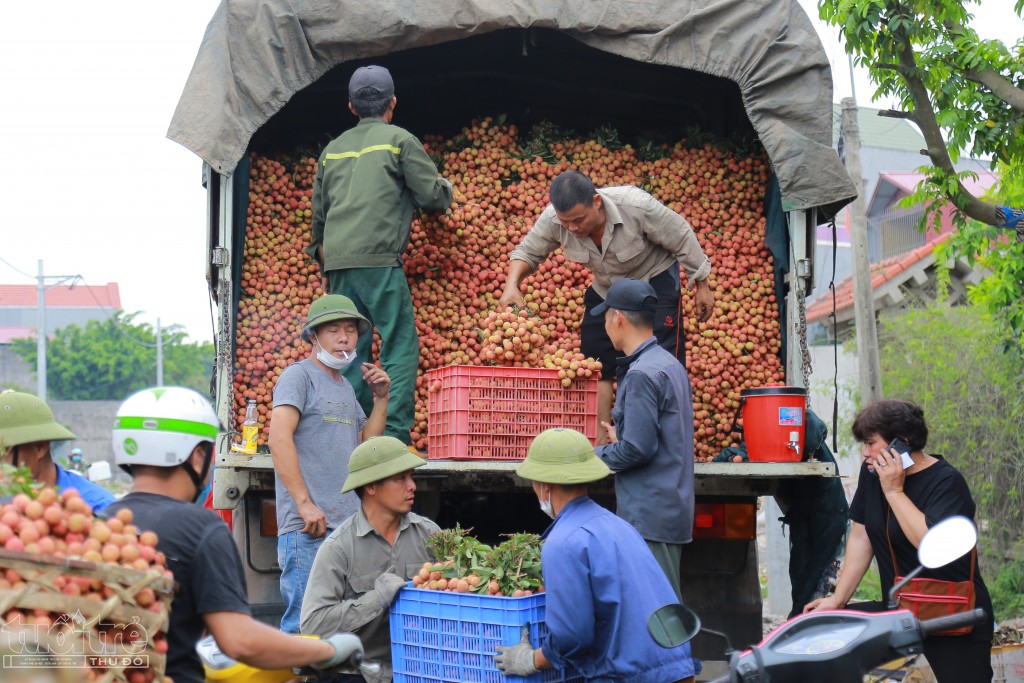 Hải Dương: Những nét mới tại hội nghị xúc tiến thương mại vải thiều