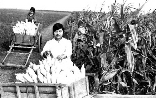 Thanh niên góp sức xây dựng vùng kinh tế mới