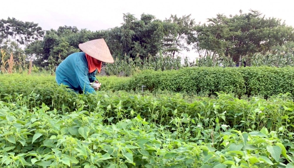 Xây dựng thương hiệu sản phẩm OCOP cho các loại rau gia vị