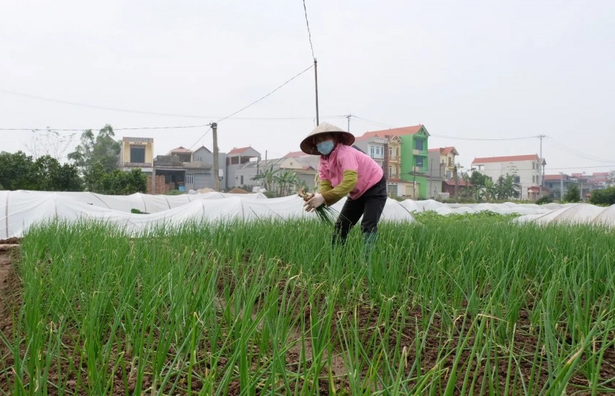 Xây dựng thương hiệu sản phẩm OCOP cho các loại rau gia vị