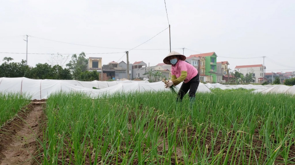 Xây dựng thương hiệu sản phẩm OCOP cho các loại rau gia vị