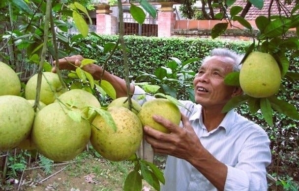 Cho phép sử dụng địa danh "Yên Sở - Hoài Đức" để đăng ký 2 nhãn hiệu tập thể.