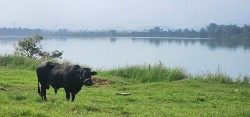 Quảng Nam: Khởi tố vụ mỏ cát bị "thổi giá" lên 370 tỷ đồng