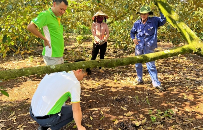 Sitto Việt Nam chia sẻ giải pháp giúp kiểm soát Cadimi trong sầu riêng