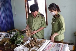Kon Tum: "Không vùng cấm, không ngoại lệ" trong đấu tranh hàng giả