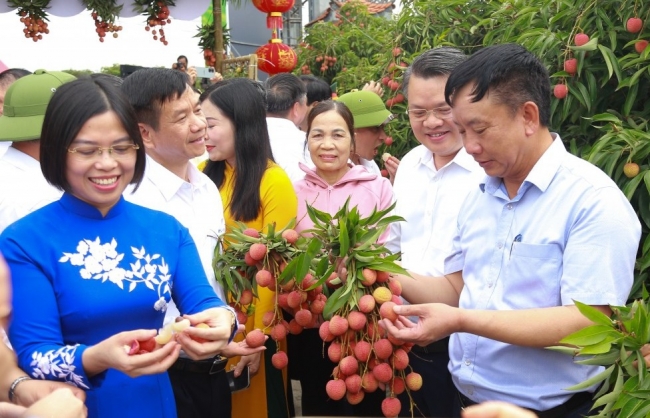Vải thiều Thanh Hà chinh phục thị trường Pháp, UAE, Châu Phi, Nam Mỹ