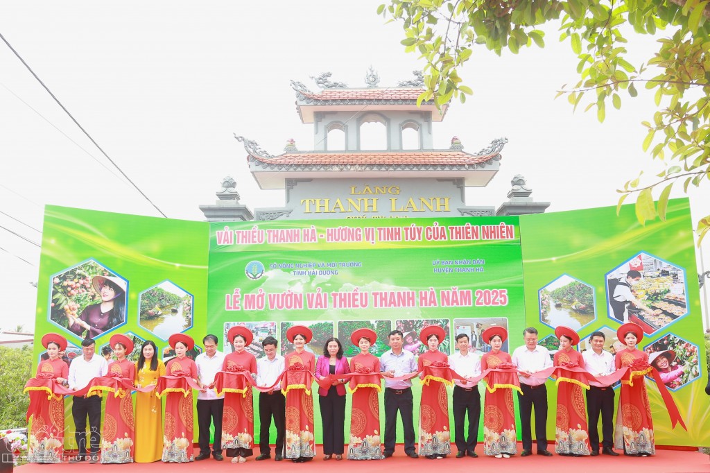 Vải thiều Thanh Hà chinh phục thị trường Pháp, UAE, Châu Phi, Nam Mỹ