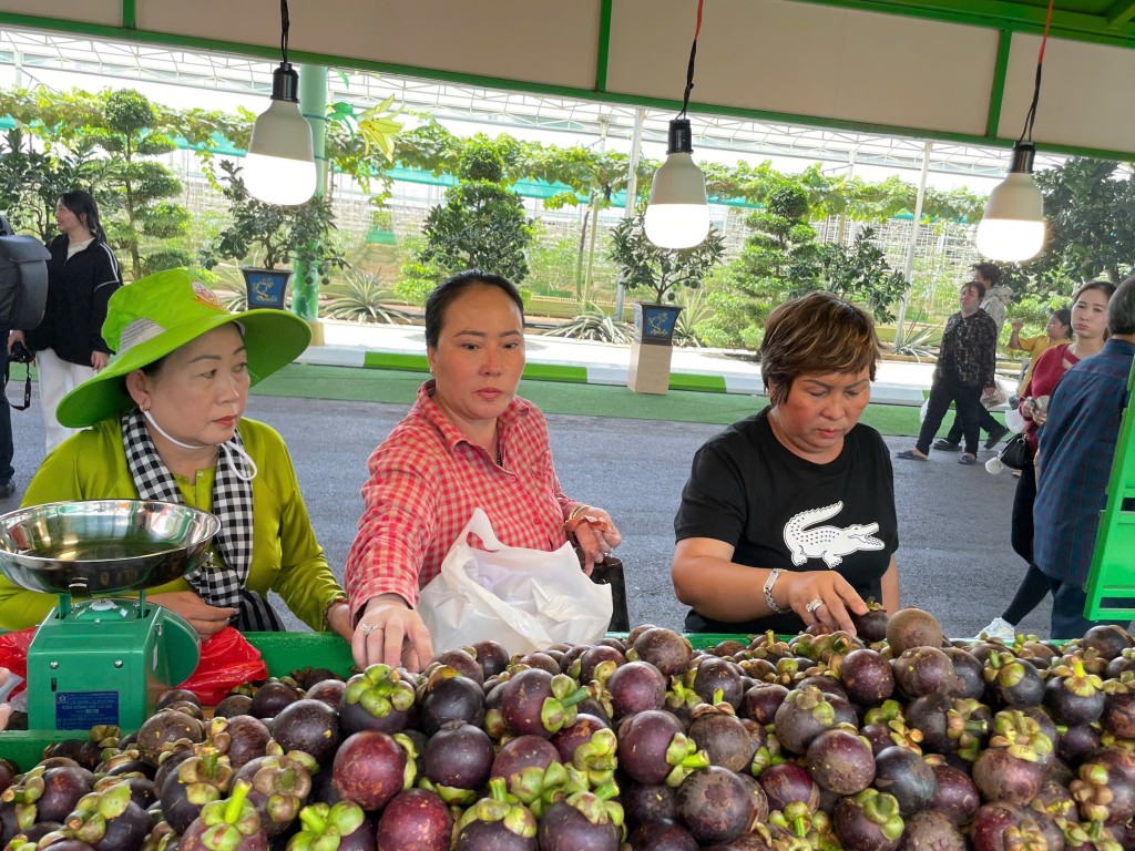Măng cụt tươi ngon chỉ có giá 60.000/kg Măng cụt tươi ngon chỉ có giá 60.000/kg