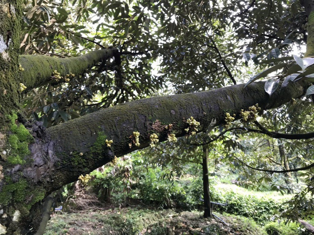“Giải pháp vàng” giúp kiểm soát Cadimi trong trái sầu riêng hiệu quả