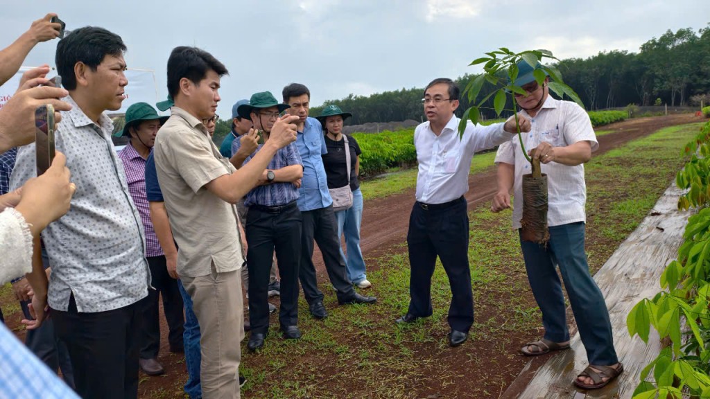 ông Đỗ Minh Tuấn, Tổng Giám đốc Tổng Công ty Cao su Đồng Nai nói về vườn ươm cây cao su giống