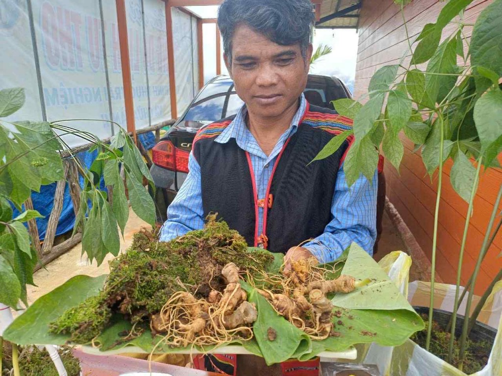 Kon Tum: Khai mạc phiên chợ sâm Ngọc Linh, dược liệu