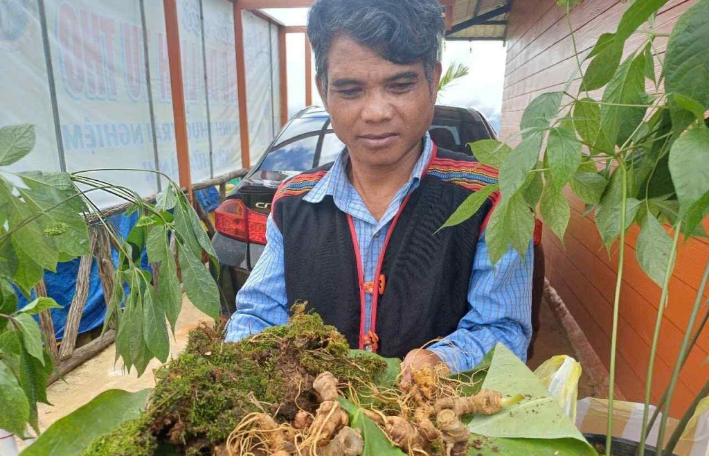 Kon Tum: Khai mạc phiên chợ sâm Ngọc Linh, dược liệu
