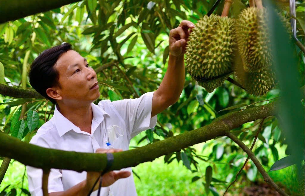 Khuyến cáo người dân không chặt cây để trồng mới sầu riêng