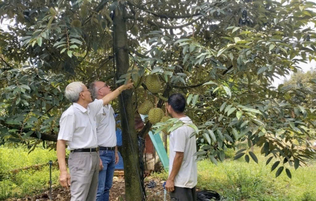 Toàn tỉnh Lâm Đồng hiện có hơn 25.600ha trồng sầu riêng với sản lượng mỗi năm đạt khoảng 175.000 tấn (Ảnh CTV)