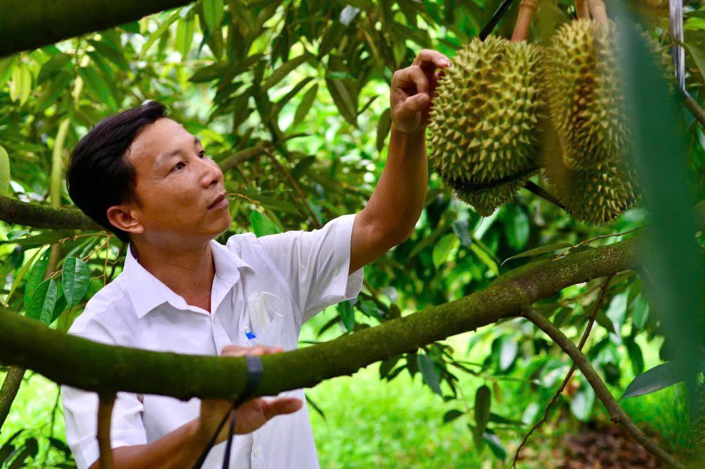 Tỉnh Lâm Đồng khuyến cáo người dân không chặt cây trồng khác để trồng sầu riêng (Ảnh CTV)