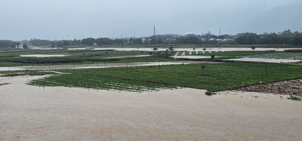 Miền Trung mưa trắng trời, hoa màu chìm trong biển nước