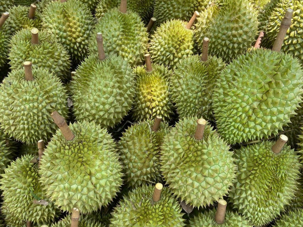 Bà Rịa - Vũng Tàu: Đảm bảo xuất khẩu sầu riêng bền vững