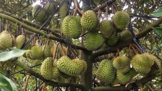 Bà Rịa - Vũng Tàu: Đảm bảo xuất khẩu sầu riêng bền vững