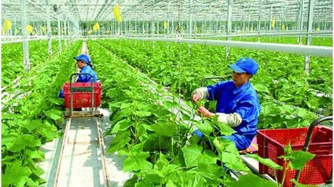 Quảng Ngãi điều chỉnh cơ chế quản lý chương trình mục tiêu quốc gia giai đoạn 2021-2025
