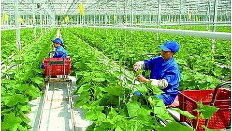 Quảng Ngãi điều chỉnh cơ chế quản lý chương trình mục tiêu quốc gia giai đoạn 2021-2025