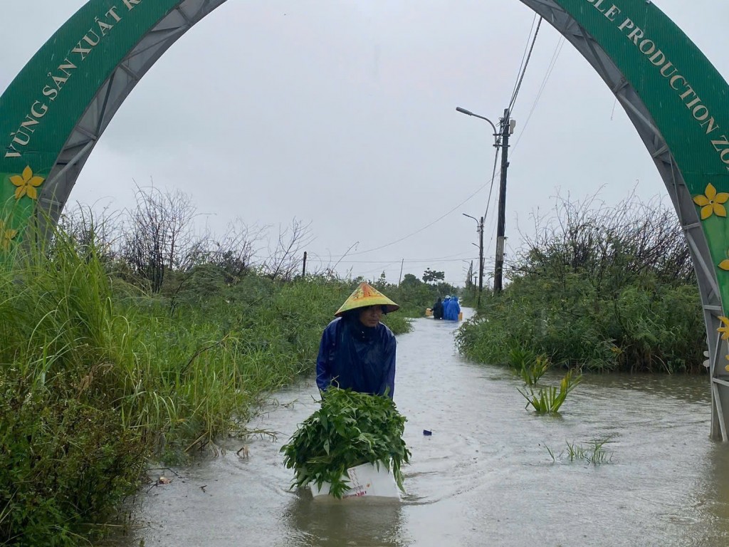 Nông dân nghẹn ngào đội mưa, lội nước để mót rau về bán (Ảnh Đ.Minh)