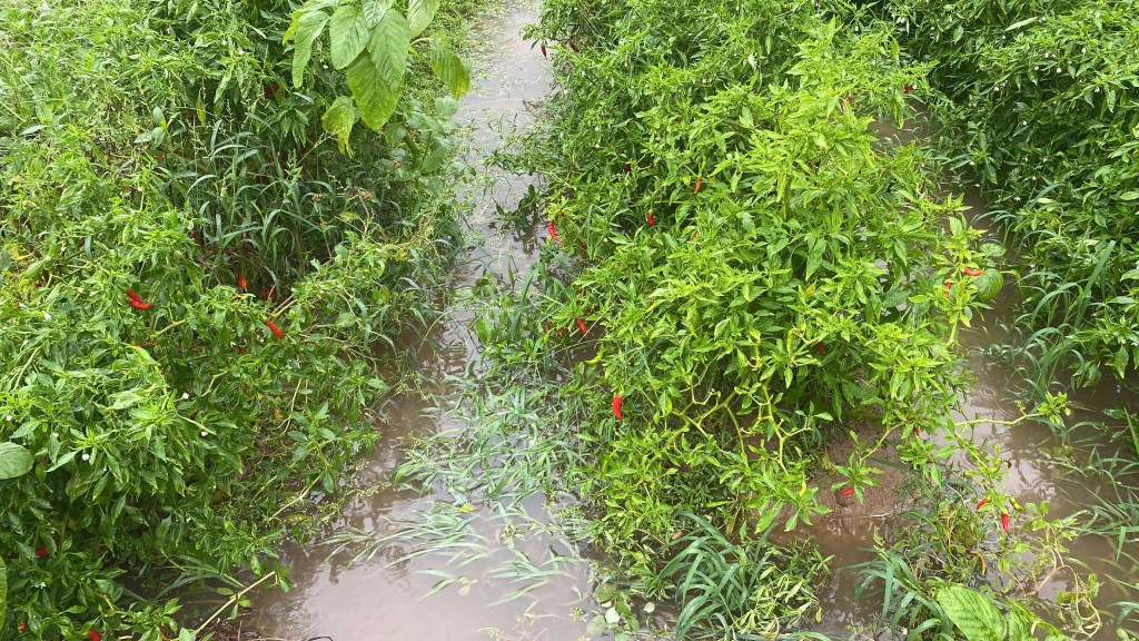 Nhiều ruộng mồng tơi, rau má, ớt…chìm trong nước, nông dân mất trắng (Ảnh Đ.Minh)