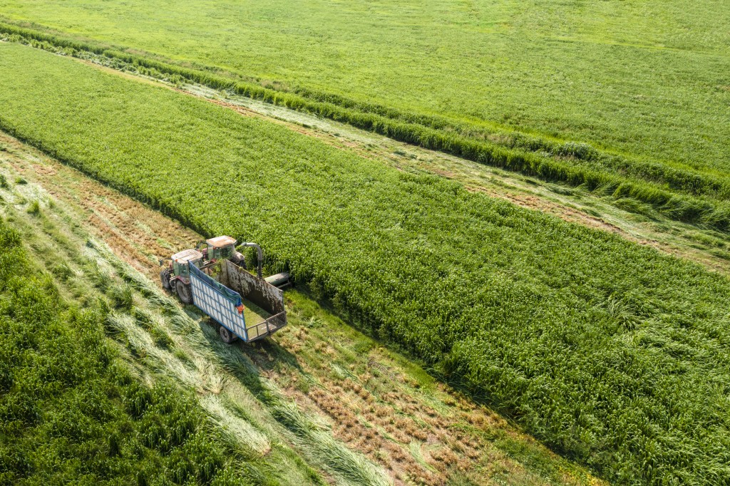 Đồng cỏ xanh ngút mắt bên trong trang trại bò sữa độc lập lớn nhất Việt Nam (Ảnh: An Minh).
