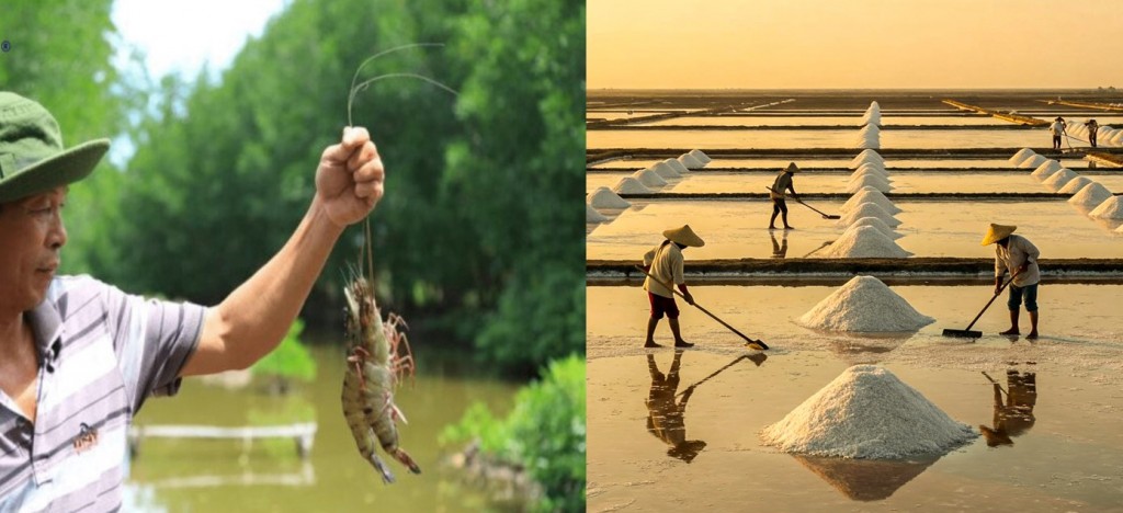 Tỉnh Cà Mau thủ phủ tôm và muối của cả nước