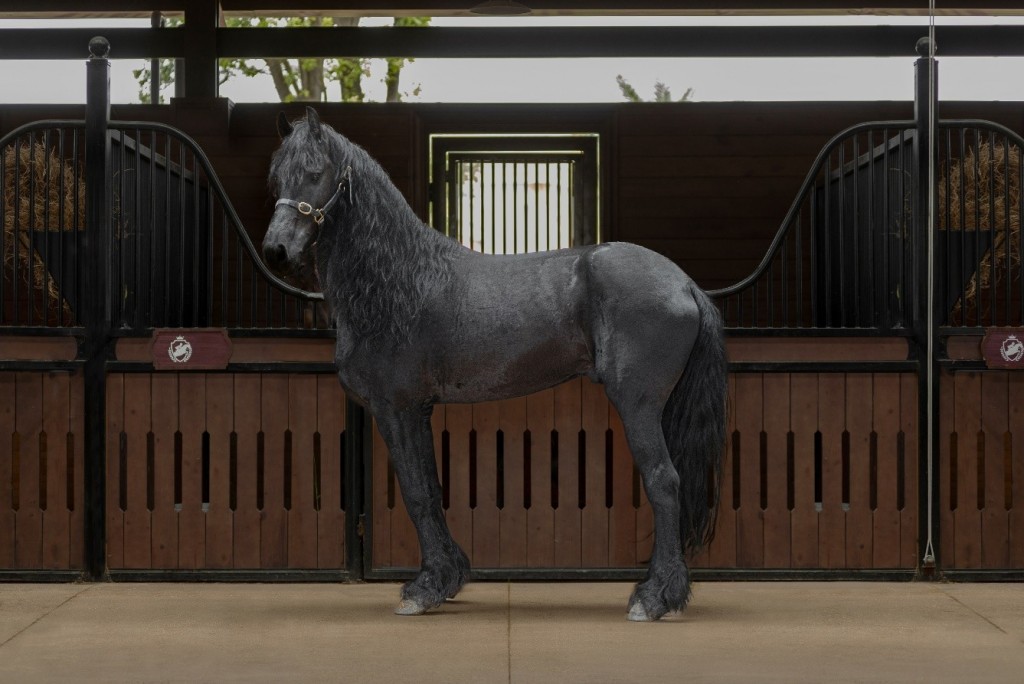 Sắp diễn ra giải cưỡi ngựa chuyên nghiệp đầu tiên tại Việt Nam - Vinpearl Equestrian Cup 2025