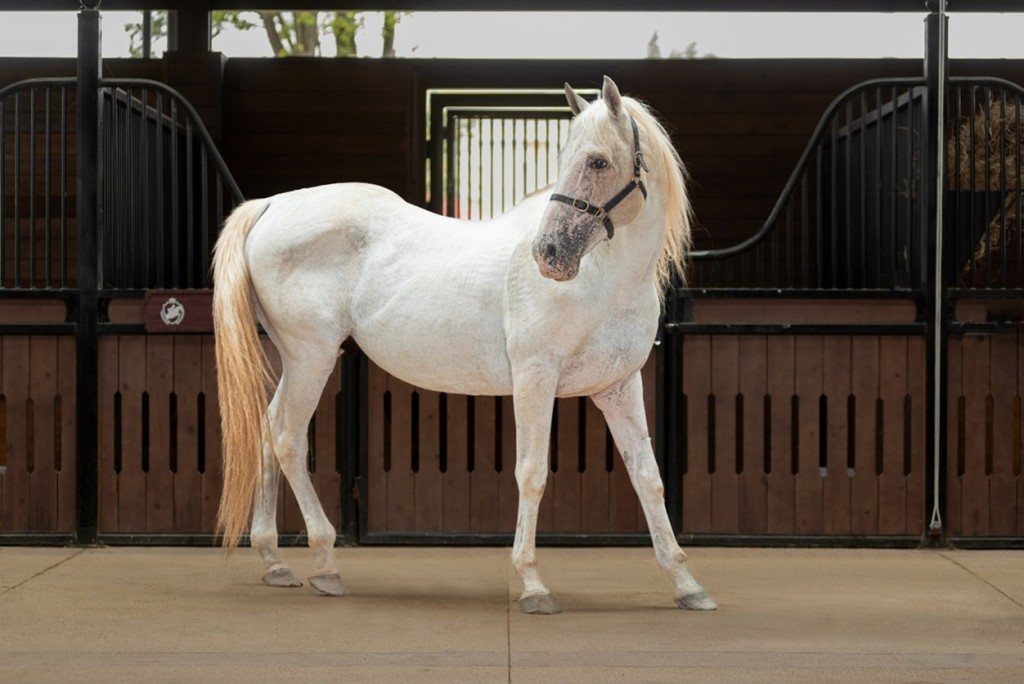 Sắp diễn ra giải cưỡi ngựa chuyên nghiệp đầu tiên tại Việt Nam - Vinpearl Equestrian Cup 2025