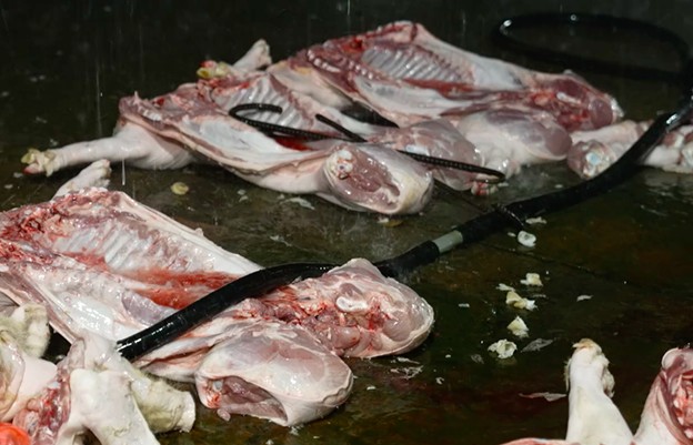 Tuồn lợn bệnh ra thị trường sẽ đối diện hình phạt nghiêm khắc