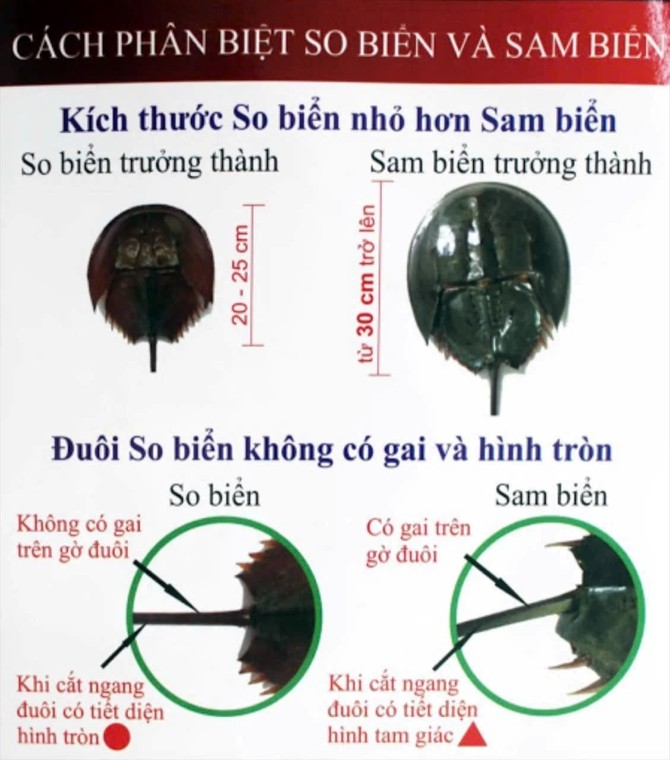 Cách phân biệt so biển và sam biển