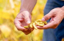 Một hạt đậu có thể “đi” được bao xa?