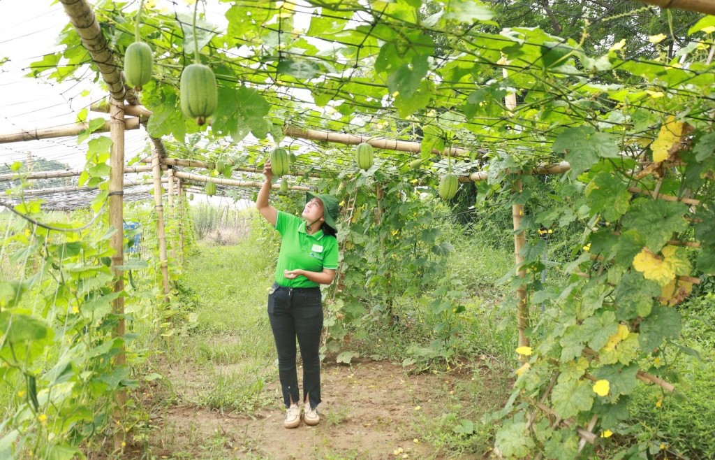 Xã đảo Minh Châu tập trung nguồn lực phát triển kinh tế, xã hội