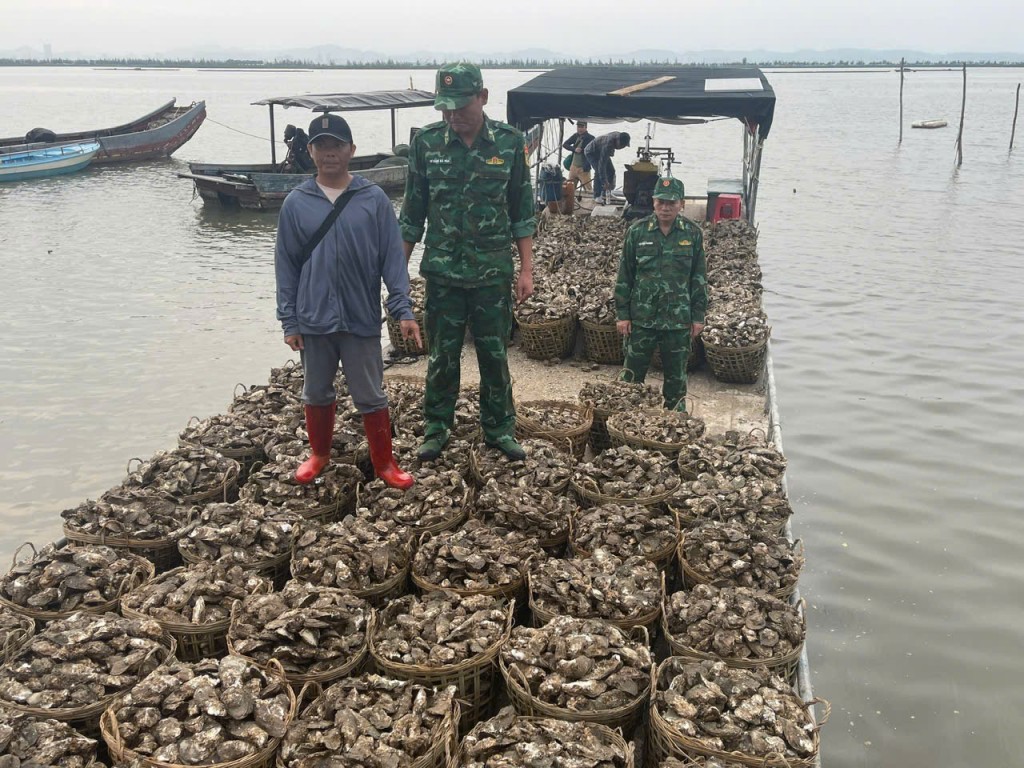 Xử lý vụ vận chuyển 4 tấn hàu sống không nguồn gốc