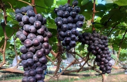 Xã Thuận An đẩy mạnh sản xuất nông nghiệp ứng dụng công nghệ cao