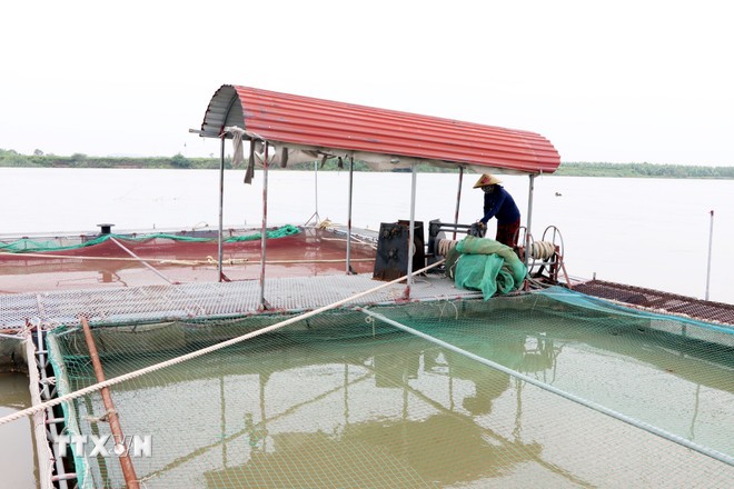 Người dân xã An Phú, Hải Phòng gia cố, chằng chéo lồng bè, kiểm tra phao nổi, khung sắt và sẵn sàng phương án di dời lồng nuôi đến vị trí ít ảnh hưởng bởi gió lớn và dòng chảy mạnh. (Ảnh: Mạnh Tú/TTXVN)