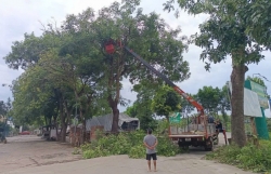 Phường Tùng Thiện: Cắt tỉa cây xanh, sẵn sàng ứng phó cơn bão số 3