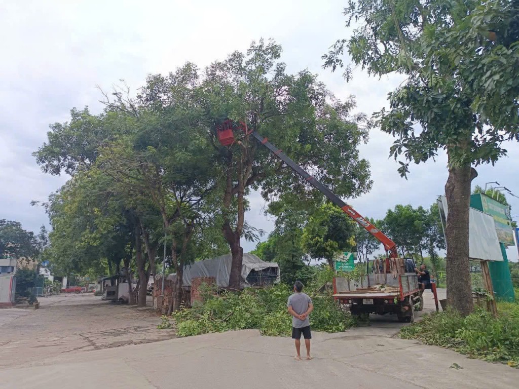 Chủ động cắt, tỉa cây xanh để giảm thiểu tác hại của bão số 3 tại phường Tùng Thiện