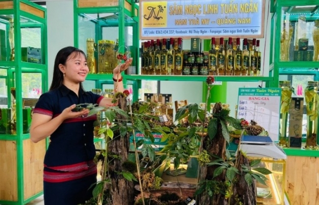 Đà Nẵng tổ chức Lễ hội sâm Ngọc Linh lần thứ VII