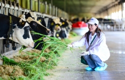 Vinamilk biến rào cản thành vòng tuần hoàn xanh tại trang trại sinh thái
