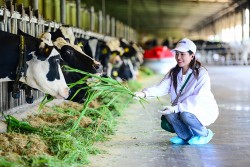 Vinamilk biến rào cản thành vòng tuần hoàn xanh tại trang trại sinh thái