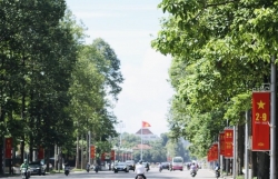 Dịch chuyển cây xanh phục vụ thi công đường Hùng Vương kéo dài